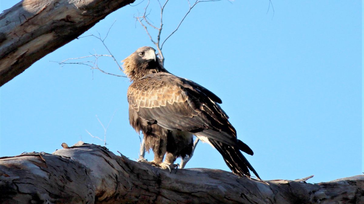 Wedge Tail Eagles