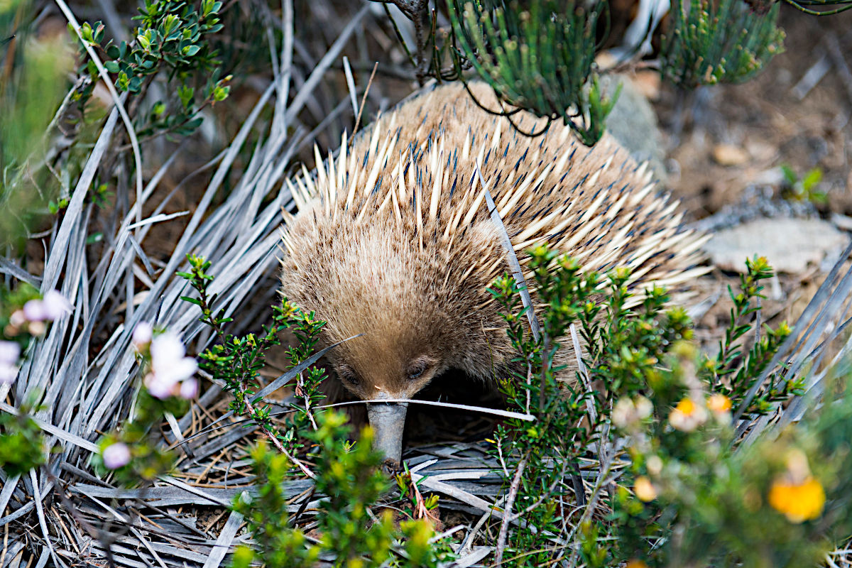 Echidna Three Capes Track Tasmania Parks and Wildlife Service F1B783