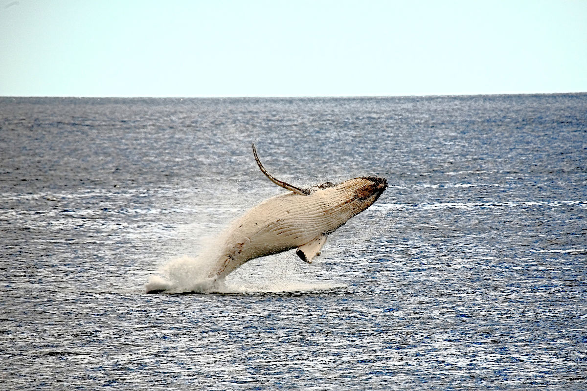 Humpback Whale Calf Tourism Tasmania and Bodhi Images F2A310